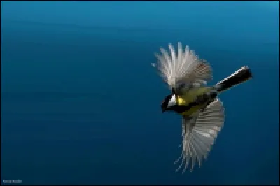 Quel est le nom de cet oiseau très commun dans nos jardins ?