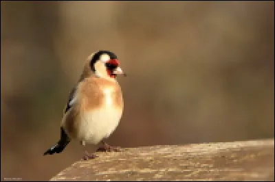 Quel est le nom de ce joli passereau ?