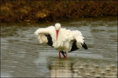 Quel est le nom de cet échassier qui est de plus en plus présent en Occitanie ?