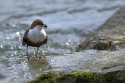 Quel est le nom de cet oiseau qui vole, nage et pêche dans nos rivières ?