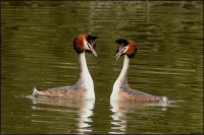 Quel est le nom de cet oiseau d'eau ?