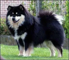 Quelle est cette race de chien ?