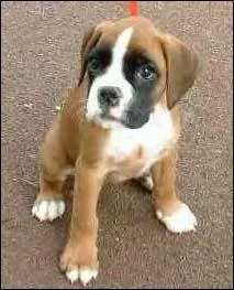 Quelle est cette race de chien ?