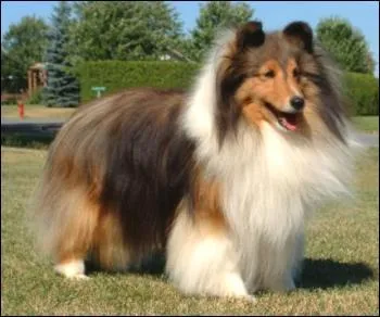 Quelle est cette race de chien ?