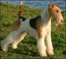 Quelle est cette race de chien ?