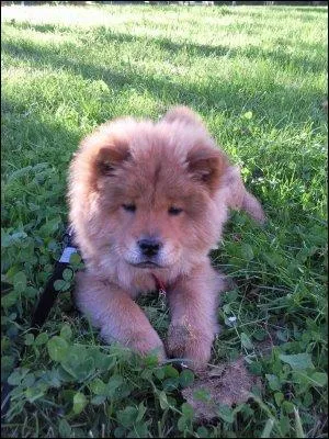 Quelle est cette race de chien ?