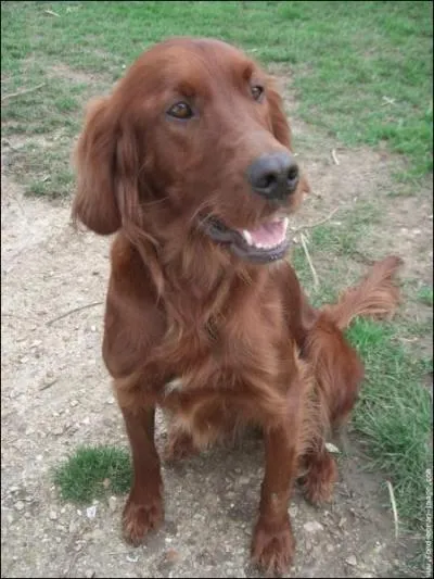 Quelle est cette race de chien ?