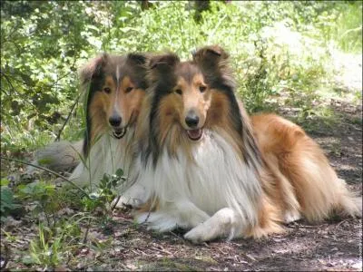 Quelle est cette race de chien ?