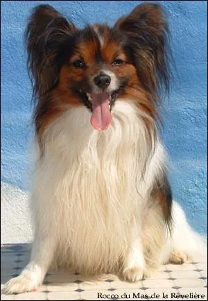 Quelle est cette race de chien ?