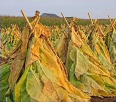 Quelle plante est de la m&ecirc;me famille (Solanaceae) que le tabac ?