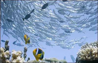 Ses eaux sont généralement à :