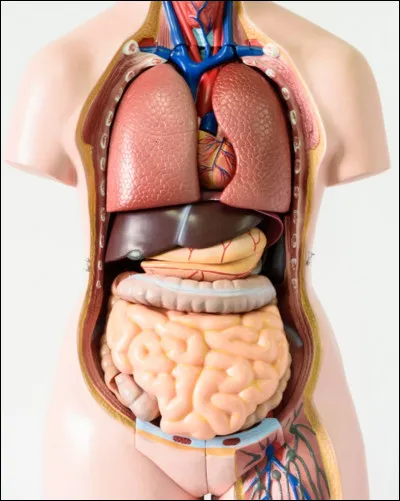 Quelle est la longueur moyenne du gros intestin humain ?