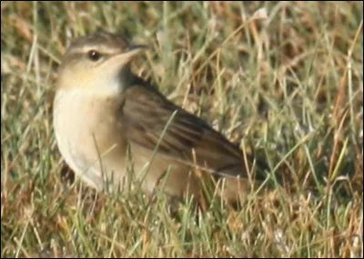 Bien connue à Athènes, voici la locustelle de...