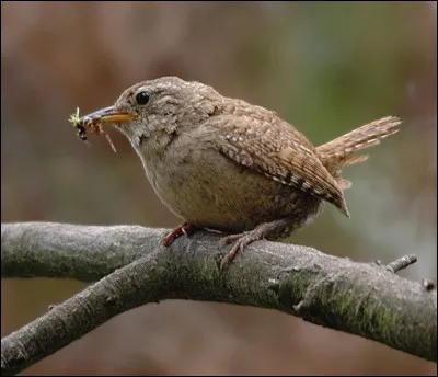 Un des oiseaux préférés d'Henri III, voici le troglodyte...