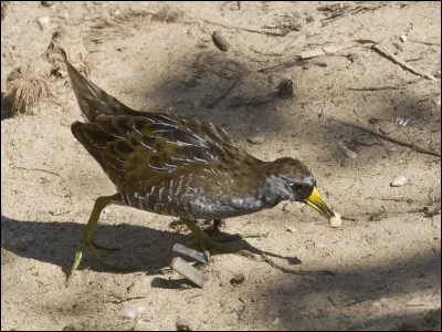 Elle pourrait être des États-Unis ou de Monaco, voici la marouette de...