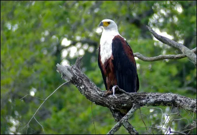 Ce pygargue, souvent en colère, est le...