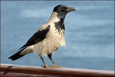 Quelle est cette corneille, qui n'est pas un papillon ?
