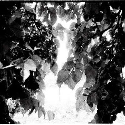 Qui est l'auteur de ce tableau ?