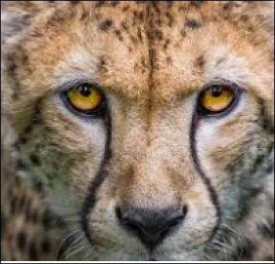 Et maintenant, choisis un animal ?