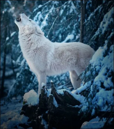 Combien pèse environ un loup adulte ?