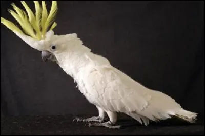 Identifiez cet oiseau !