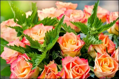 Quel artiste a sorti l'album "Des Roses et des orties" (2008) ?