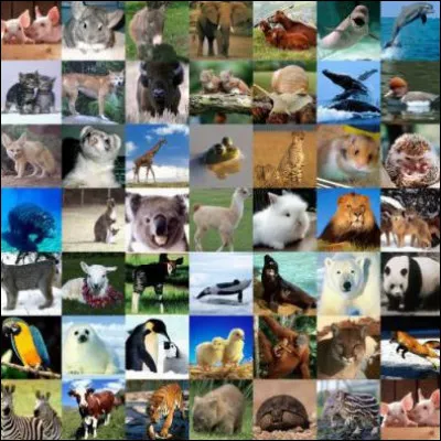 Quel est ton animal totem ?