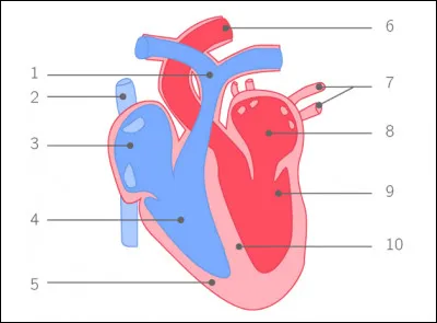 Comment s'appelle la partie du cur numéro 3 sur l'image ?