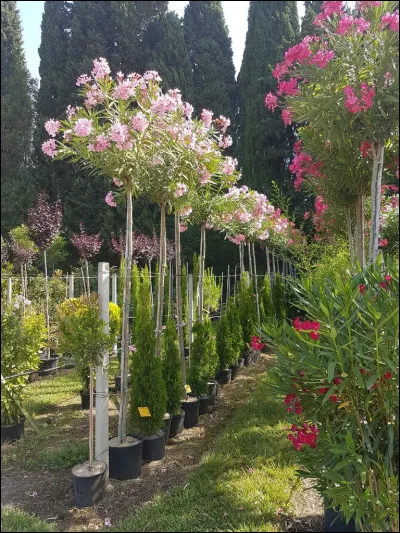 Quel est l'autre nom du laurier-sauce ?