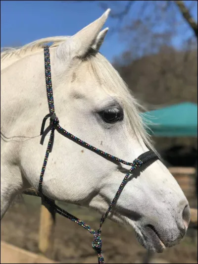 Comment s'appelle ce licol ?