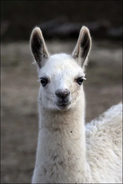 Quel est cet animal ?