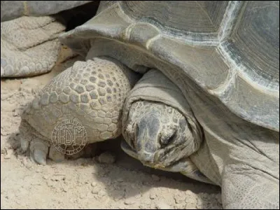 Combien de kg peut peser une tortue géante des Seychelles ?