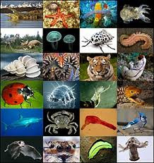 Quiz Animaux