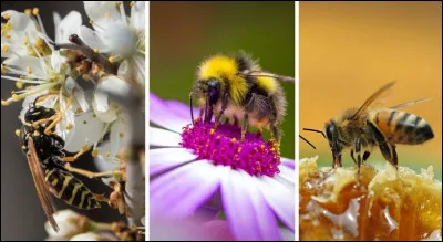 Comment dit-on "bourdon" en allemand ?