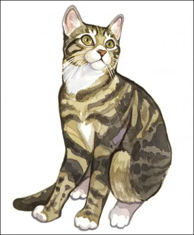 Voudrais-tu &ecirc;tre gu&eacute;risseur/gu&eacute;risseuse ?