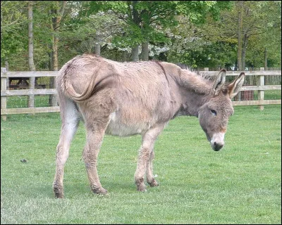 Comment s'appelle cet animal ?