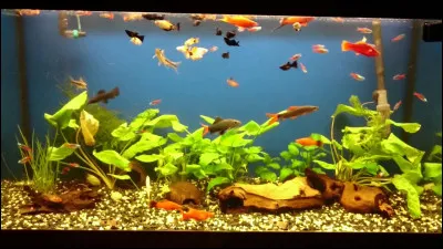 Comment cela s'appelle-t-il ?