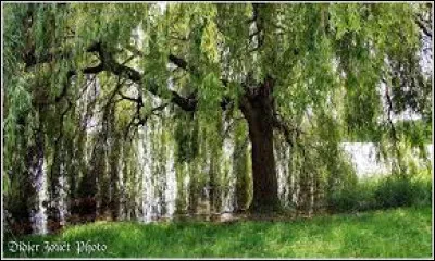 À quel Disney fait référence cet objet ?