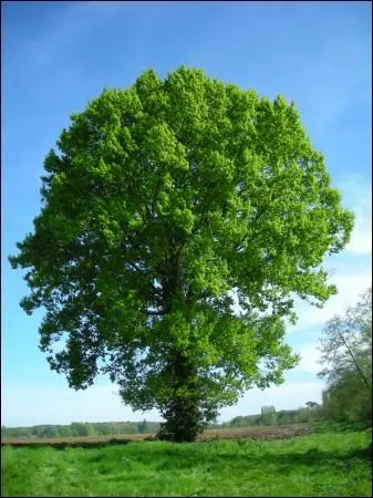 Je suis un arbre parfois plus que centenaire