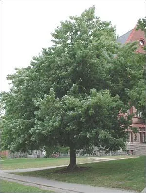 Je suis dcoratif et parfois nourrissant