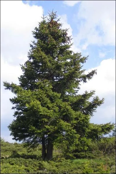 Je suis un pin, mais lequel ?