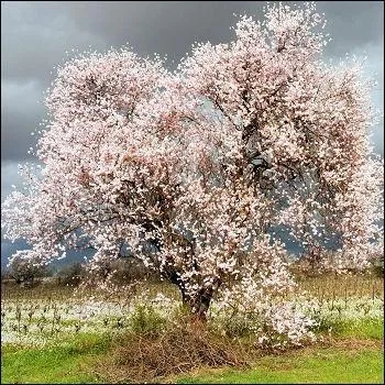 Je suis petit et apprci pour mes fruits