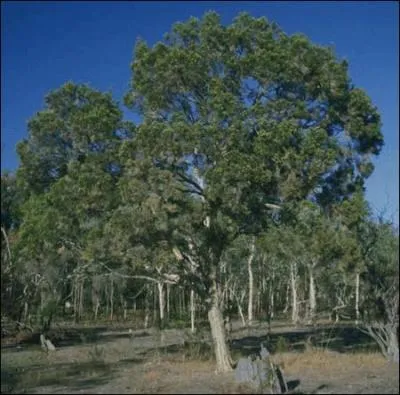 On fait de mes fruits une huile