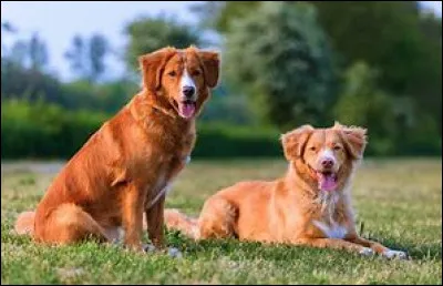 Provenant du Canada, qui suis-je ?