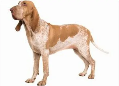 Mes grandes oreilles vous aide peut-être, qui suis-je ?