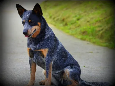 Originaire d'Australie, quel est mon nom ?