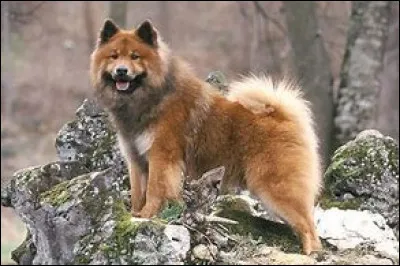 Souvent nommé à tort de chow-chow ou de chien de traîneau, je suis pourtant une race à part entière, qui suis-je ?