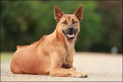 Possédant une crête, on s'interroge souvent sur mon cas. Quel est mon nom ?