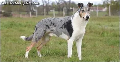 Le 1er spécimen de ma race est né en 1873, qui sommes-nous ?