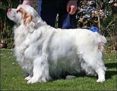 Chien de chasse originaire de Grande-Bretagne, on me voit cependant peu, quelle est ma race ?